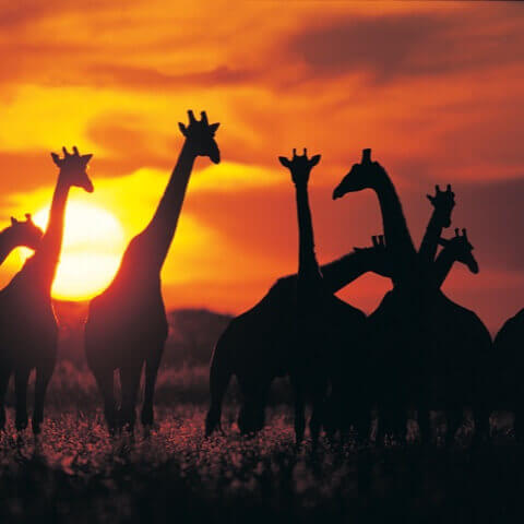 East Southern Africa