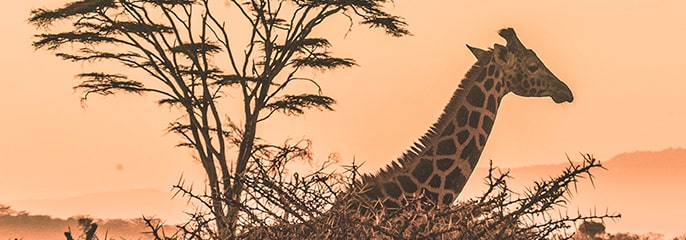 Africa