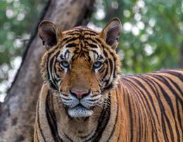 Bengal tiger