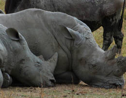 Black Rhino
