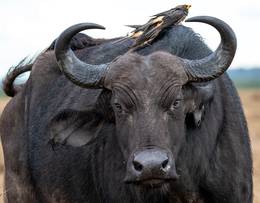 Buffalo