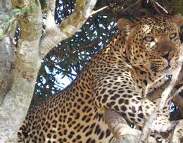 Cheetah