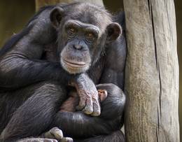 Chimpanzee