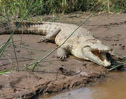 Crocodiles