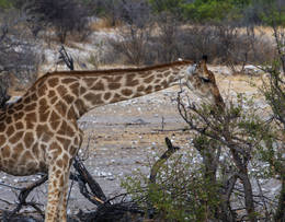 Giraffe