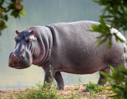 Hippo