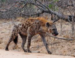 Hyena