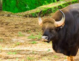 Indian bison