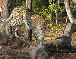 Leopard