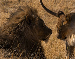 Lion