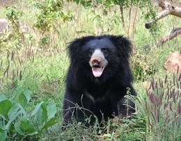 Sloth bear