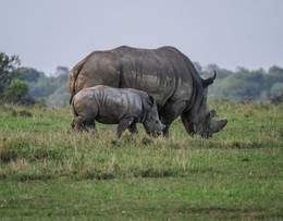 White Rhino