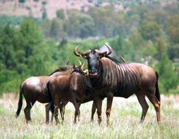 Wildebeest