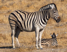 Zebra