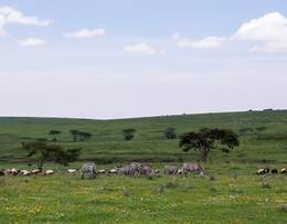 Ngorongoro Conservation Area