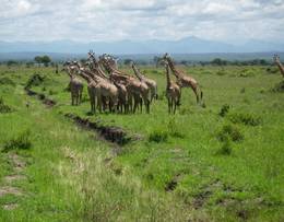 Parc national de Mikumi