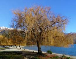 Wanaka
