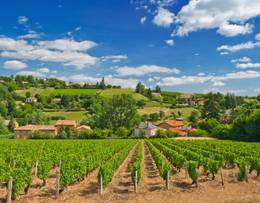 Beaujolais