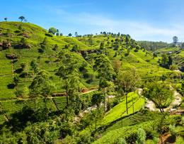 Nuwara Eliya