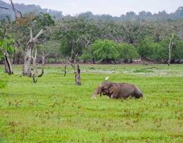 Parc national de Yala