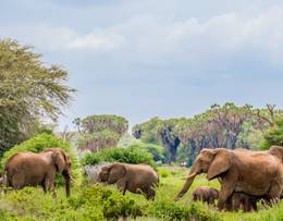 Parc national de Samburu