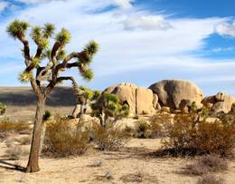 Parc national de Joshua Tree