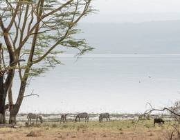 Lake Nakuru National Park