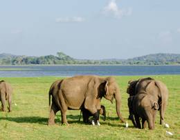 Parc national de Minneriya