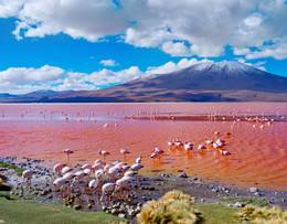 Lagune rouge (Laguna Colorada)
