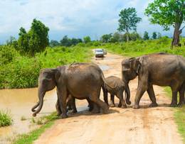 Udawalawe National Park