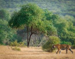 Parc national de Ranthambore