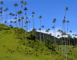 Vallée de Cocora