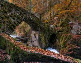 The Hermitage National Forest