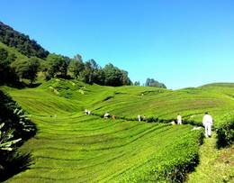 Cameron Highlands