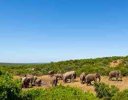 Parc national des éléphants d'Addo