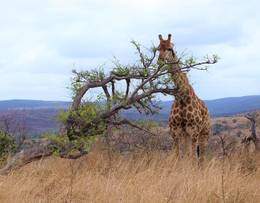 Kruger National Park