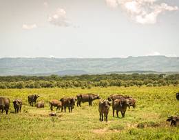 Lac Naivasha