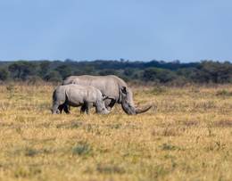 Khama Rhino Sanctuary