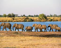 Chobe National Park