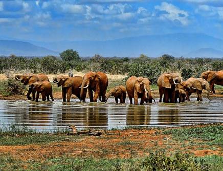 Africa tour packages for singles