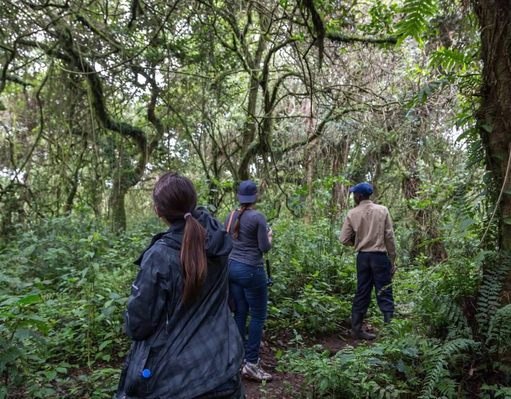 Group of people trekking in a jungle