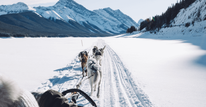 girl dog sledding near Canmore