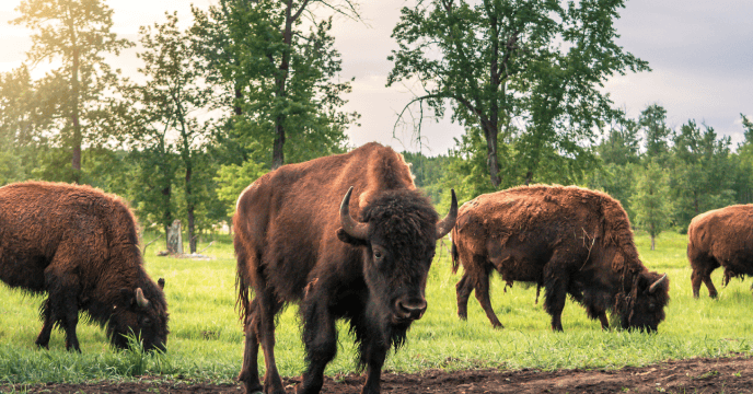 bisons in Waterton National Park