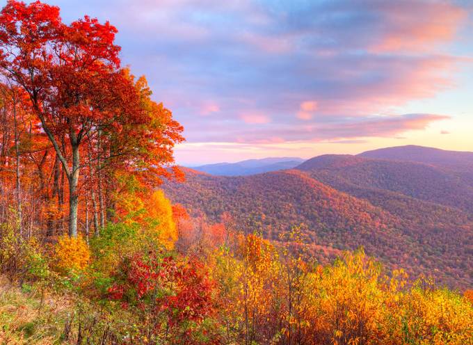The burnt orange foliage of Shenandoah National Park in the fall