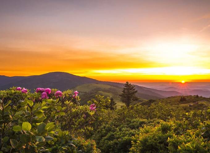 The pink wildflowers and orange sunsets of Roan Mountain in spring