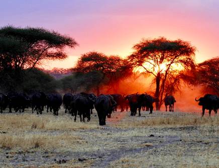 Le ciel rose du coucher de soleil créant une ombre sur les plaines de safari tanzaniennes