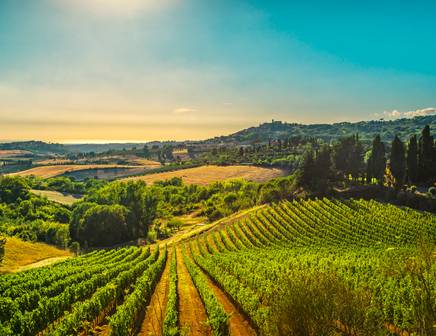 Des vignobles accueillants et verdoyants qui brillent au soleil