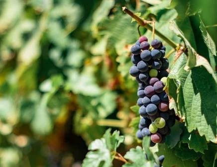 Gros plan sur des raisins poussant dans un vignoble de la vallée du Douro au Portugal