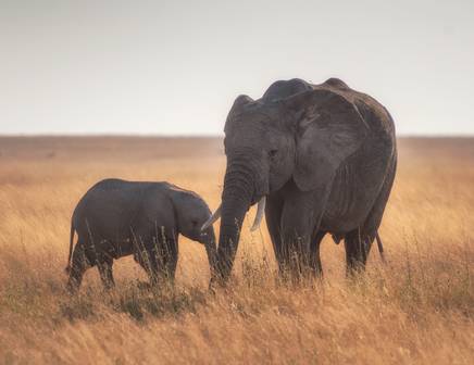 Two elephants standing together on the dry plains of Serengeti National Park in Africa
