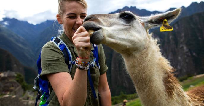 The llamas of Machu Picchu